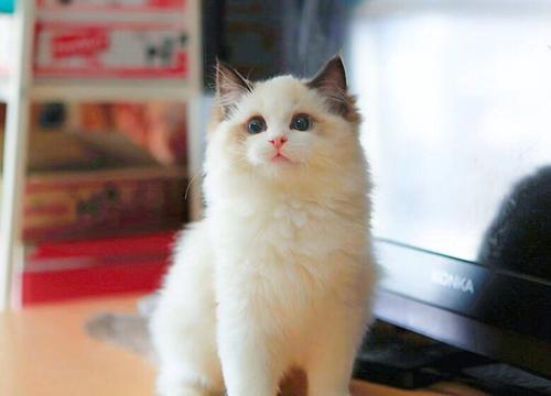 test_单规格产品